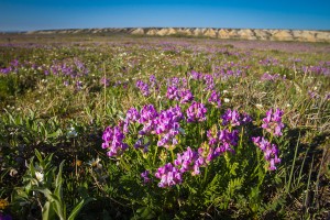 AK-Arctic-27Jun-wildflowers-7