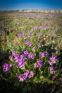 AK-Arctic-27Jun-wildflowers-9