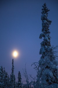 AK-FAI-Winter-trees-112192-20