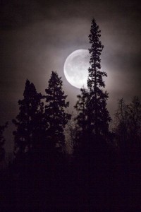 AK-FAI-spruce-moon-110302-11