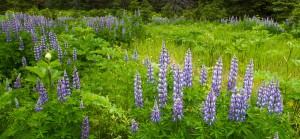 AK-Homer-July-WynnNatureCenter-lupine-7