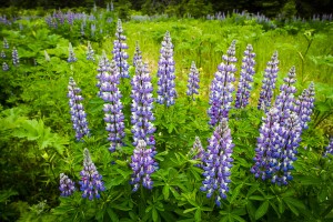 AK-Homer-July-WynnNatureCenter-lupine-9