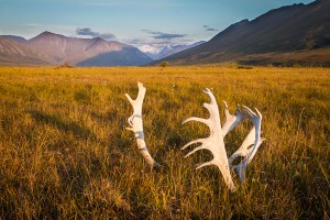 AK-Noatak-BrooksRange-Aug10-26-137