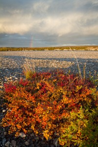 AK-Noatak-BrooksRange-Aug10-26-769